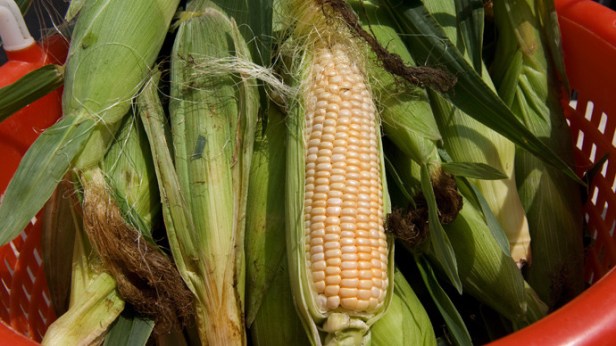corn.si